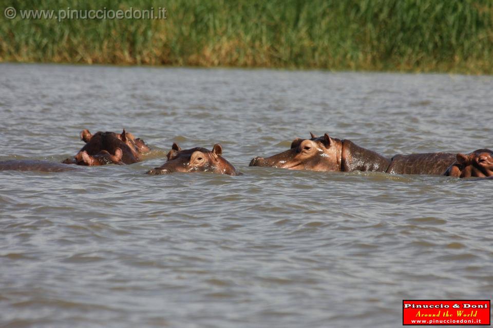 Ethiopia - Lago Chamo - Ippopotami - Hippos - 05.jpg